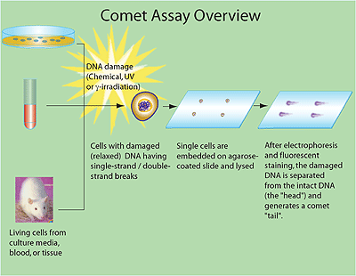 http://www.sigmaaldrich.com/content/dam/sigma-aldrich/life-science/biochemicals/migrationbiochemicals1/Comet-assay.gif